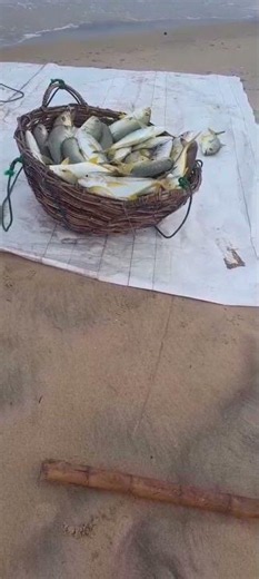 Fish Care Tips for Beginners”