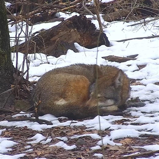 11K views · 3.6K reactions | Wolves do weekends the right way  Relax with them via live webcam ➡️ https://nywolf.org/meet-our-wolves/webcams/ | Wolf Conservation Center | Facebook