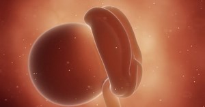 Your pregnancy: 4 weeks pregnant - Netmums