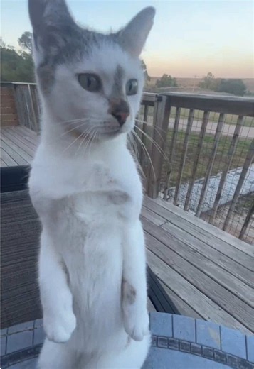 Demi’s fall fashion show.. | cat standing up