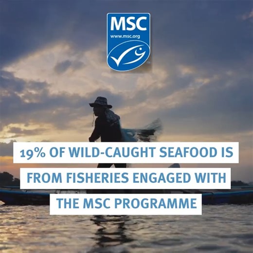 🙌🐟 We’ve published our annual report – highlights from the last year include: ◽ Launched a new version of the MSC Fisheries Standard ◽ Recognised as part of the UN Biodiversity Framework ◽ Almost US$ 5 million awarded in the Ocean Stewardship Fund And lots more! MSC CEO Rupert Howes said: “Thank you to everyone who has supported us this year. I know your engagement and leadership is making a real difference to the way our oceans are being fished.” 💻 Read more: https://bit.ly/3Q2jEdI #Sustaina