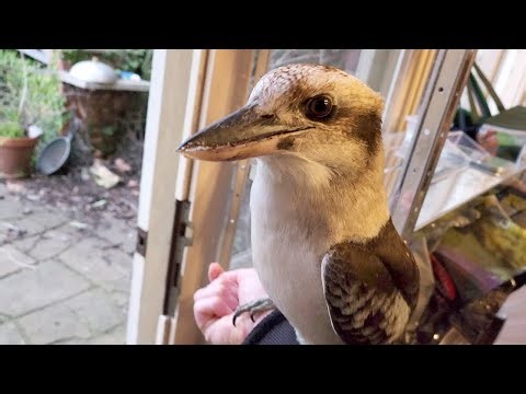 Who wants to ride the arm bus? Wild magpies and kookaburras!