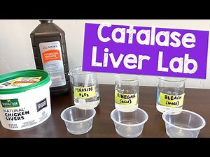 Catalase Liver Lab