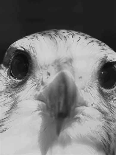 Petrel ID Fast_ Antarctic vs Cape vs Gia... 2026-01-15 Explore three iconic seabirds of the Southern Ocean and learn quick, field-ready tips to tell them apart: Antarctic Petrel, Cape Petrel (Cape Pigeon), and the powerful Southern Giant Petrel. We’ll compare their patterns, size, flight style, habitat, and diet, plus an easy ID cheat sheet you can use on ships, shorelines, or in wildlife footage.@yabsera.mar @napiofficial27 @abelbirhanu @danayit.m