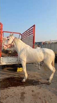 Budana ke Sayyed Aamir ka Nukra Ghoda at Yeola Horse Market 2026 #yeolaghodamandi #yeolahorsemarket