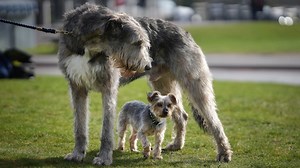 9 Dog Breeds at Risk of Disappearing
