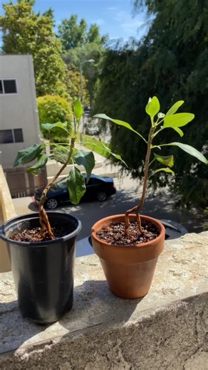Growing Pear Trees from Seeds: A Home Gardening Story