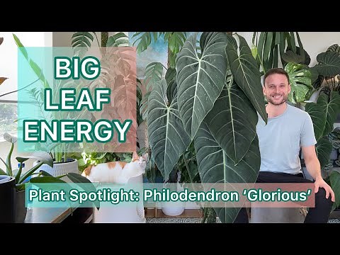 BIG LEAF ENERGY - Philodendron Glorious - Plant Spotlight #2