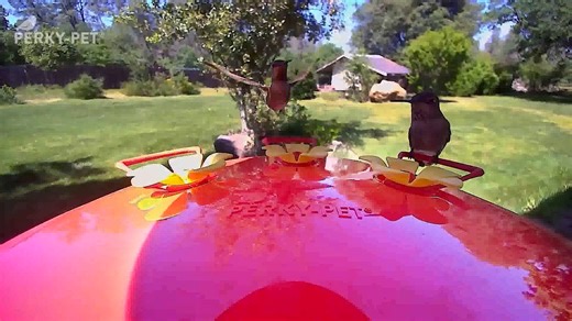 Spotted: Anna's Hummingbirds enjoying an afternoon snack. With the Perky-Pet Smart Camera Hummingbird Feeder, you'll never miss a high-speed sip, shimmer, or swoop! Share your own breathtaking moments using #perkypetpeeks. Shout out to HV Hummingbird Alley for this beautiful share! Shop now: https://amzn.to/4jdZnyg | Perky-Pet