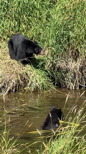 1.1K reactions · 55 shares |  Pool party!  Watching these 3 young black bears play and interact with each other was priceless. Wait for the end… British Columbia, Canada . . . . . . #blackbears #bearcubs #sharecangeo #bears #wildlifevideo #blackbearcub #bearvideo #bearcub #exploreBC #wildlifereel #canadianwildlife #blackbear #britishcolumbia #canada | Tony Joyce Photography | Facebook