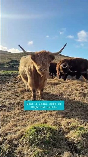 4 must-do activities near Edinburgh 🐮🚆🏄🌄 | Visit Scotland