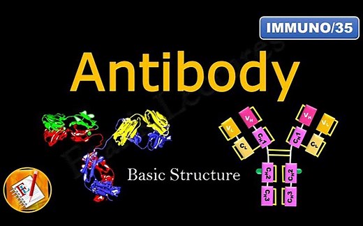 详细抗体结构介绍---antibody detailed structure