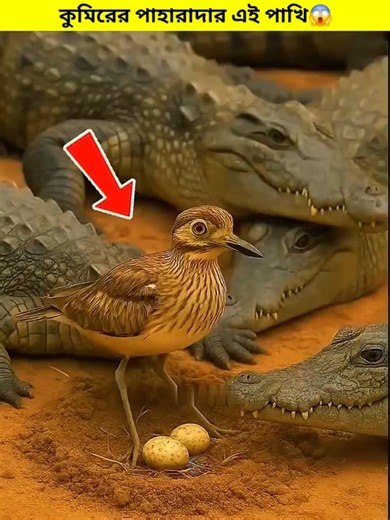 The Bird Guards The Crocodile's Eggs || #shorts #shortvideo #crocodile #animals