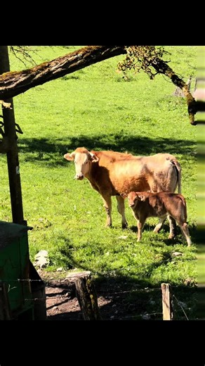 Rando cascade de la pissevache 💚 #randonnee#cascade#vaches#daim#pourtoi