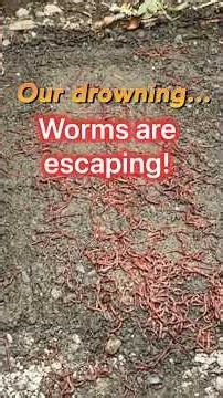 Saving our red wigglers (worms)from drowning in wet soil ! #vemiculture