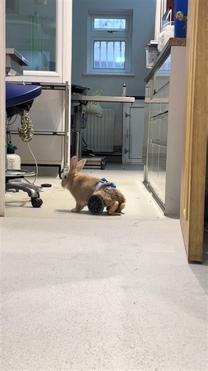 Peter Rabbit Gets Wheels: Experience the Adventure!