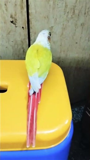 How is it roaming outside the Cage ? #conure #shorts #shorts