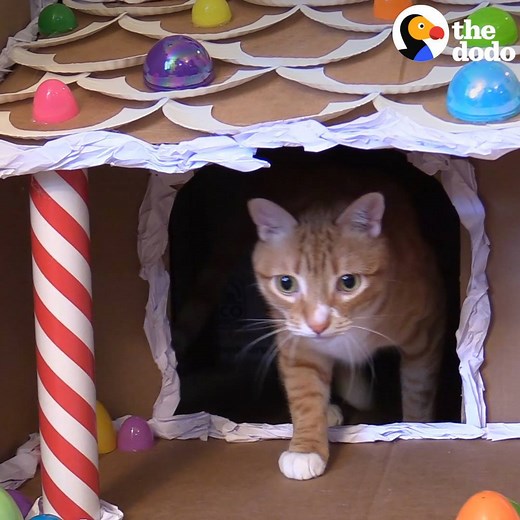 Here's how to make the most gorgeous, festive gingerbread house — for your cat! 🐱🎄🏠 | The Dodo