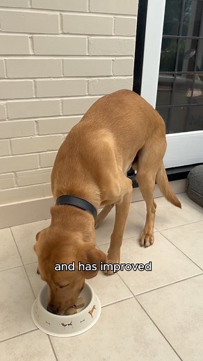 ‘Natures Menu has made switching my dog to a raw diet super simple! I got a tailored meal plan for my dog that meets all of her specific needs and it’s delivered right to my door. They are crafted by experts so I know I can trust what I’m feeding her and it contains natural raw ingredients. If you want to make the switch for your dog but don’t know where to start, try Natures Menu!’ - Nia | Natures Menu