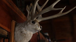 Are jackalopes real?