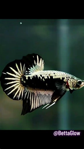 Butterfly Elephant Ear Betta Angry Movement 🔥😱 #aquaticpets #pets #betta #aquarium #fish