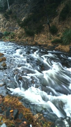 Shallow Mountain Stream | Pure Water Flow ASMR 🌿