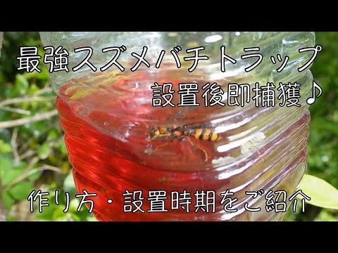 スズメバチ捕獲器！！トラップの作り方・設置時期♪【日本蜜蜂】
