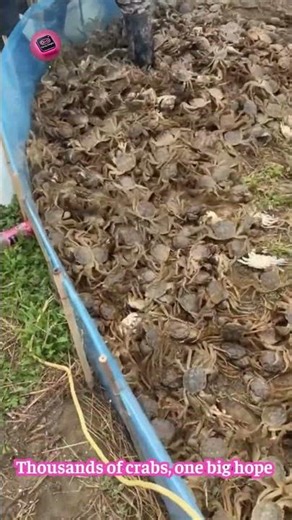 Releasing Thousands of Baby Crabs — A New Farming Season Begins 🦀🌊