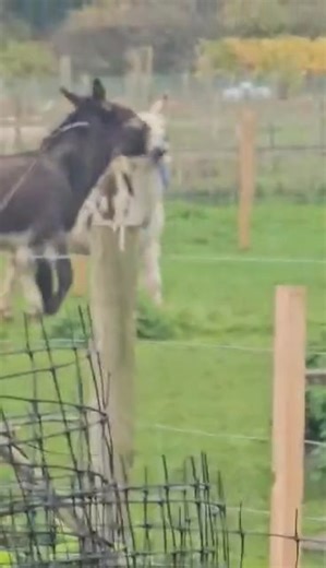 Jack and Chester welly tug of war! Happy weekend everyone x | Origin Training Project