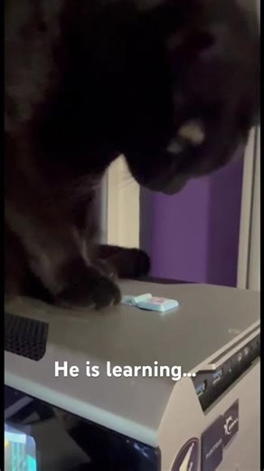 He is learning... part 2 #cats #blackcats #youtubeshorts