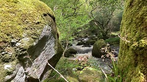 Shaugh Prior woods last week, Dartmoor, Devon. | Rachel Burch Westcountry Photography