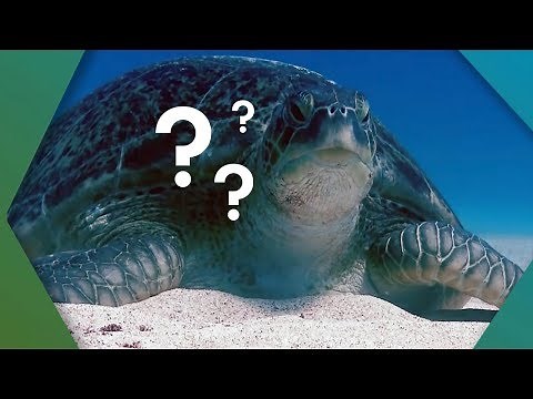 What's Inside A Turtle Shell? | BBC Earth Explore