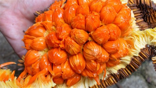 我在婆罗洲寻野果：甜度爆表的水果，如奶油般丝滑甜香的果肉，让人很难忘却。