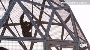 150K views · 1.3K reactions | Hundreds of research chimps are still...