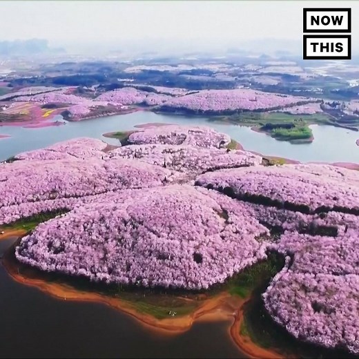 Check out these awesome aerial shots of China's cherry blossoms in bloom | NowThis