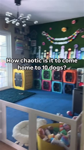 Baelyn | That girl with a lot of dogs on Instagram: "Excuse the mess, we were making memories Jk, I woke up late and didn’t have time to tidy their space before leaving for work 藍 Im so thankful I can come home for lunch to potty and exercise the dogs. Are you surprised that it’s not more chaotic coming home to 10 dogs? #chihuahuas #dogpack #dogmom #dogroom"