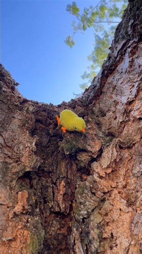 Mi pollito no baja del arbol 🌲🐤#comedia #shortsviral