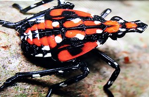 Kill spotted lanternflies (or not), cut some flowers, and drink, drink, drink: This Weekend in the Garden