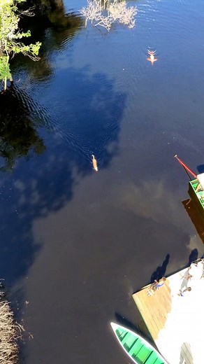O boto o cachorro nadando no mesmo rio. | Vambora Amazônia - Visit the Amazon Rainforest