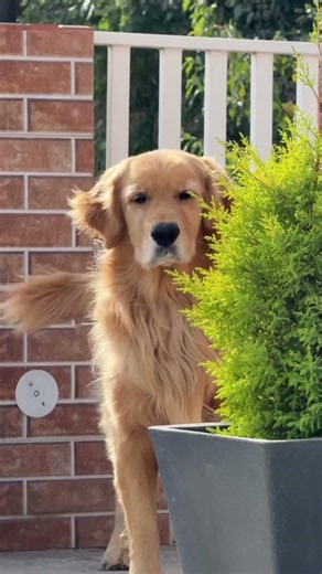 3 Best Dog Breeds for First-Time Owners #petpediaa