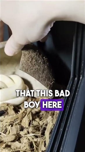 My carpet python cage !