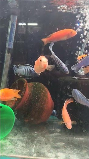 African fishes ‪@Shorts‬