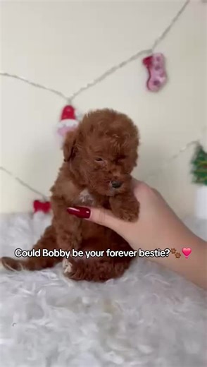 Bobby the Canadian teacup Poodle is guaranteed to steal your heart and also your snacks😍🐾❣️ Exclusively at Ontario Puppy Boutique 🍁 Located in Ontario, Canada 🇨🇦 #ontariocanada #canadiantiktok #adoptme #puppylove #toypoodle