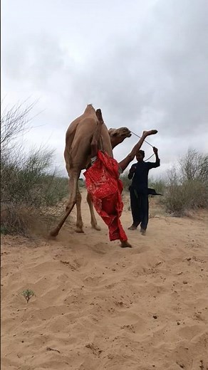 لحظةٌ نادرةٌ في الصحراء… الجملُ نهضَ فجأةً والمرأةُ تعلّقت بذيله! 🐪🏜️😮