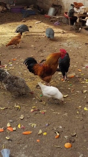 🐓 sound of rooster صوت الديك 🐓公鸡的啼叫声