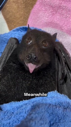 The surprisingly smart baby bat
