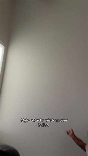 Thedukesfamilyy (@thedukesfamilyy)’s video of Balloon Dog