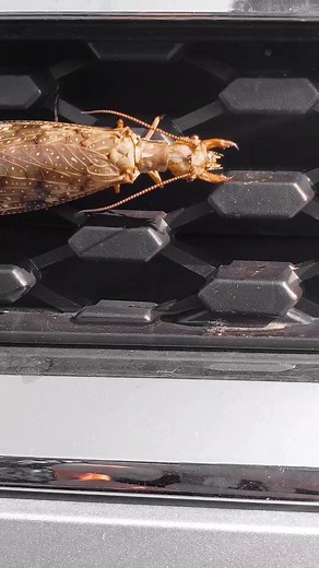 Killed quicker than a car meet in California #bug #wtf #satan #dead #hell #nope #supernatural #help #vibes