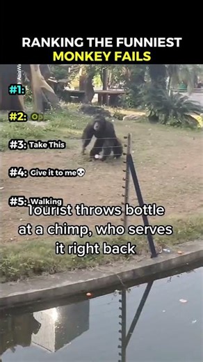 Ranking the Funniest Monkey Fails