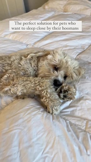 The Pet Bedside Sleeper is the solution to restful nights for you and your dog ❤️ 🐾 You have your own space, but are still close! | Paw.com
